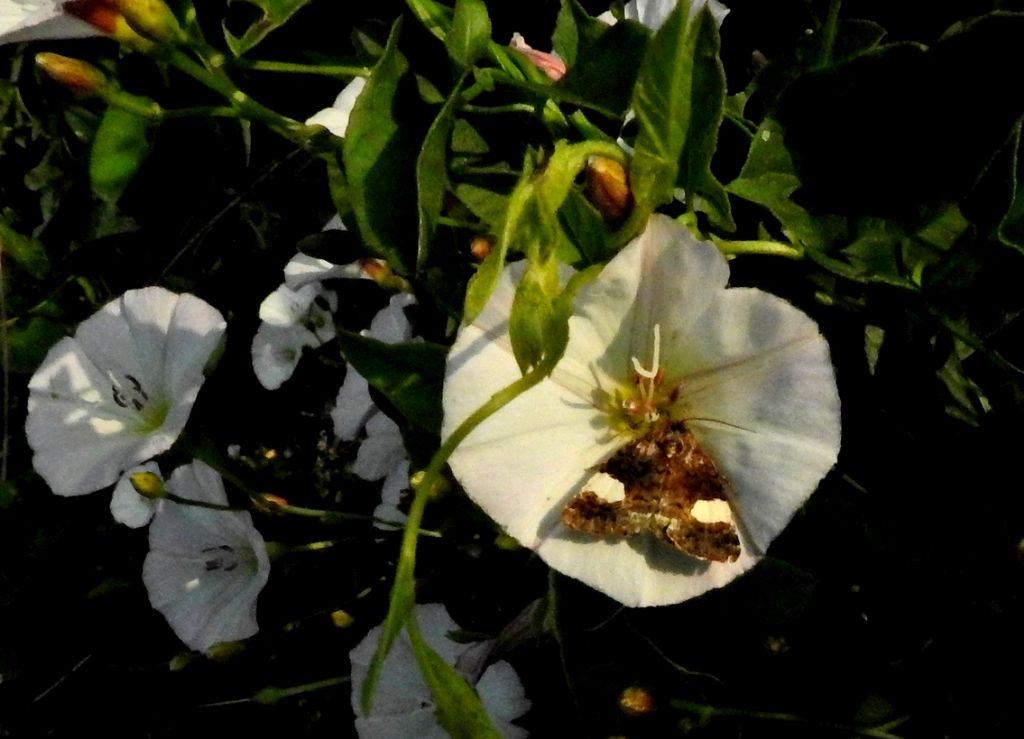 Tyta luctuosa, Noctuidae